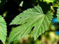 Chmel otáčivý (Humulus lupulus)