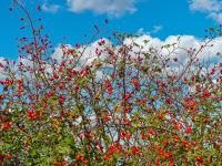 Růže šípková (Rosa canina)