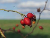 Růže šípková (Rosa canina)