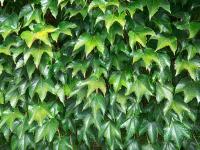 Loubinec trojlaločný 'Veitchii' (Parthenocissus tricuspidata)