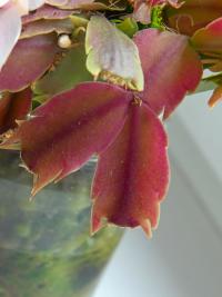 Schlumbergera (Schlumbergera truncata)