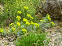 Pryšec myrtovitý (Euphorbia myrsinites)