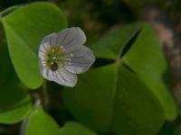 Šťavel kyselý (Oxalis acetosella)