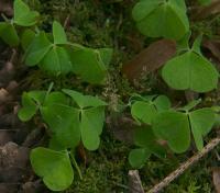 Šťavel kyselý (Oxalis acetosella)