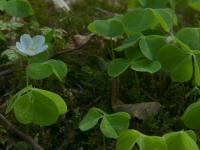 Šťavel kyselý (Oxalis acetosella)