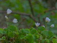 Šťavel kyselý (Oxalis acetosella)