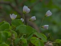 Šťavel kyselý (Oxalis acetosella)