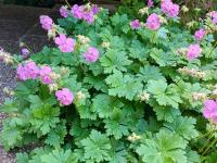 Kakost kantabrijský 'Karmina' (Geranium x cantabrigiense)