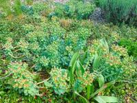 Pryšec myrtovitý (Euphorbia myrsinites)