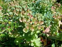 Pryšec myrtovitý (Euphorbia myrsinites)