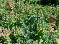 Pryšec myrtovitý (Euphorbia myrsinites)