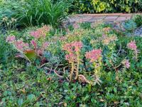 Pryšec myrtovitý (Euphorbia myrsinites)