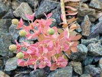 Pryšec myrtovitý (Euphorbia myrsinites)