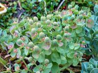Pryšec myrtovitý (Euphorbia myrsinites)