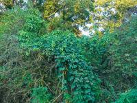 Chmel otáčivý (Humulus lupulus)