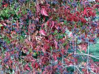 Loubinec pětilistý - podzim, listy a plody (Parthenocissus quinquefolia)