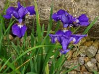 Kosatec sibiřský (Iris sibirica)