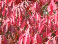 Brslen křídlatý (Euonymus alatus)