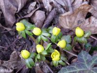 Talovín zimní (Eranthis hyemalis)