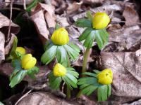 Talovín zimní (Eranthis hyemalis)