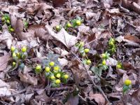 Talovín zimní (Eranthis hyemalis)