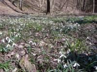 Sněženka podsněžník (Galanthus nivalis)