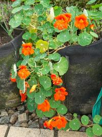 Lichořeřišnice větší (Tropaeolum majus)