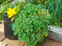 Lichořeřišnice větší (Tropaeolum majus)