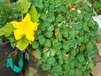 Lichořeřišnice větší (Tropaeolum majus)
