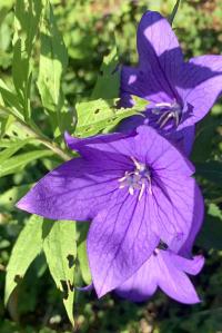 Zvonkovec velkokvětý (Platycodon grandiflorus)