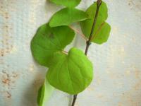 Zmarličník japonský (Cercidiphyllum japonicum)