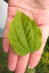 Pustoryl věncový (Philadelphus coronarius)