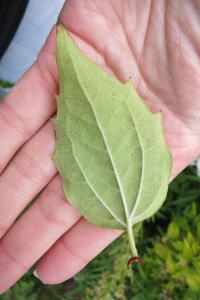 Pustoryl věncový (Philadelphus coronarius)