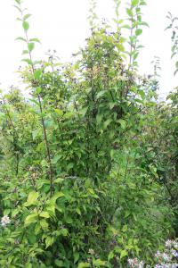 Pustoryl věncový (Philadelphus coronarius)