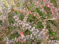 Dřišťál Thunbergův (Berberis thunbergii)