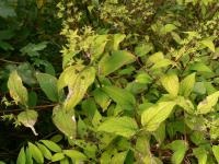 Deutzia gracilis   trojpuk štíhlý listy