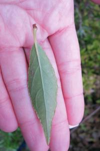 Deutzia gracilis   trojpuk štíhlý listy rub