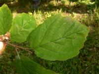 Vilín japonský (Hamamelis japonica)