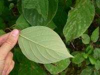 Svída bílá (Cornus alba)