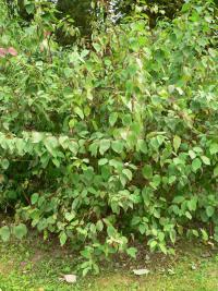 Svída bílá (Cornus alba)