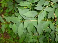 Zlatice Giraldova (Forsythia giraldiana)