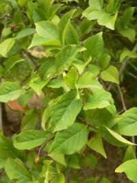 Blýskalka chlupatá (Photinia villosa)