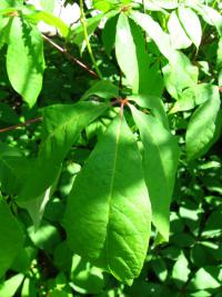 Jírovec drobnokvětý (Aesculus parviflora)
