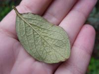 Skalník lesklý (Cotoneaster lucidus)