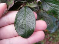 Skalník lesklý (Cotoneaster lucidus)