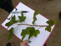 Meruzalka krvavá (Ribes sanguineum)