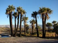 Washingtonie vláknitá (Washingtonia filifera)