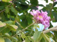 Handroanthus (Handroanthus impetiginosus)