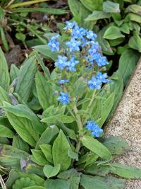 Užanka (Cynoglossum amabile)