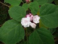 Blahokeř (Clerodendrum chinense)